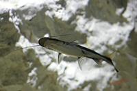 Cjp_2009_04_09_093131 (1).jpg